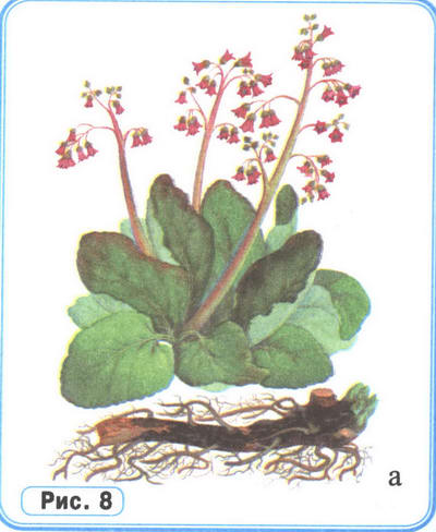 Бадан рисунок растения