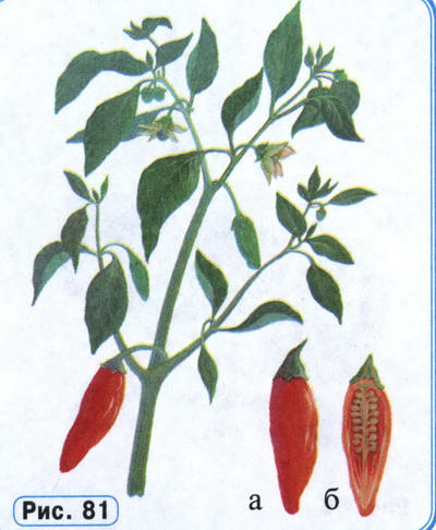 Перец однолетний - рисунок растения