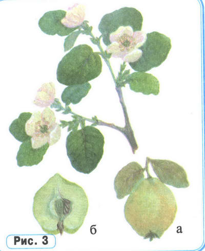 Айва рисунок растения