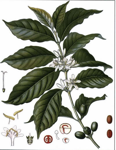 Кофе рисунок растения