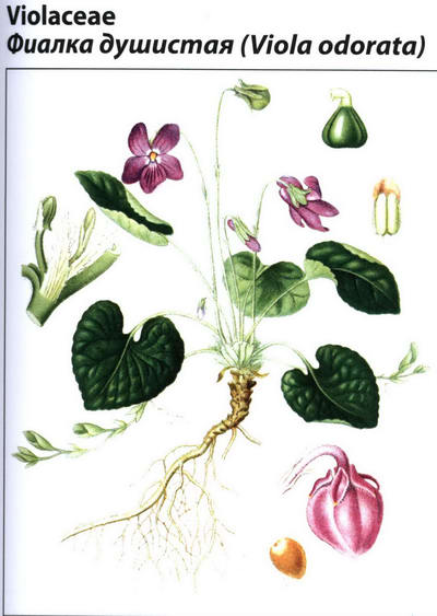 Фиалка душистая рисунок растения