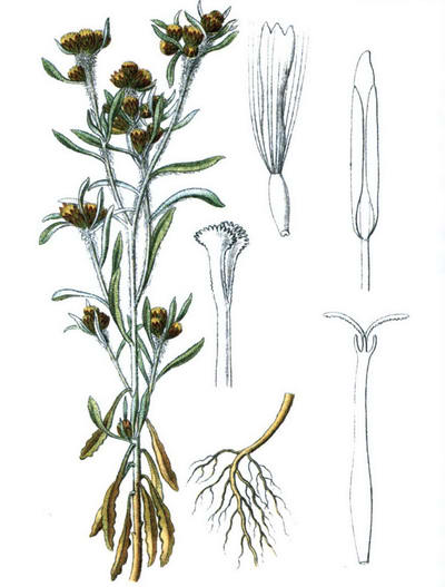 Растение Сушеница рисунок 