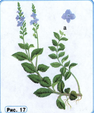 Вероника рисунок растения