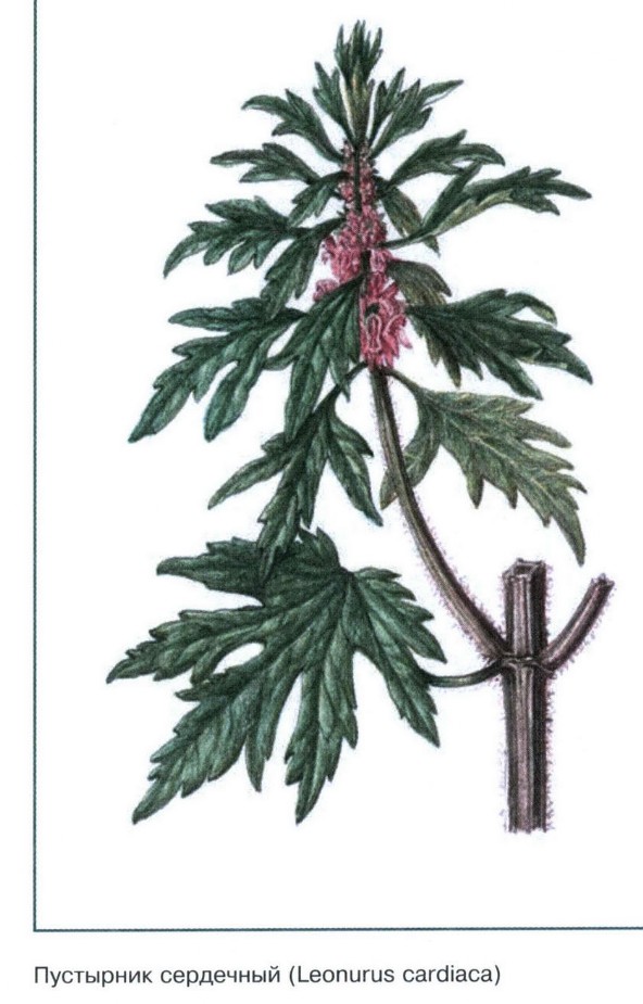 Пустырник сердечный рисунок растения
