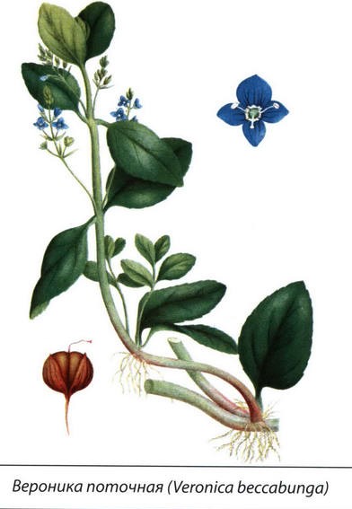 Вероника поточная рисунок растения