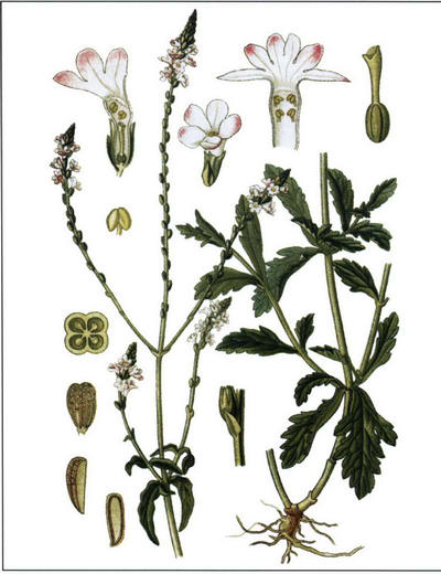 Вербена рисунок растения