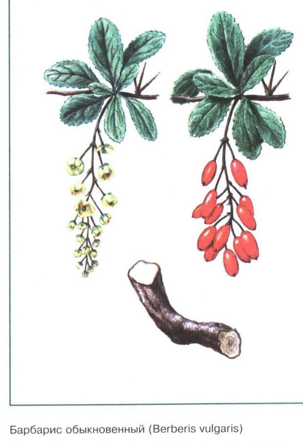 Барбарис обыкновенный рисунок растения