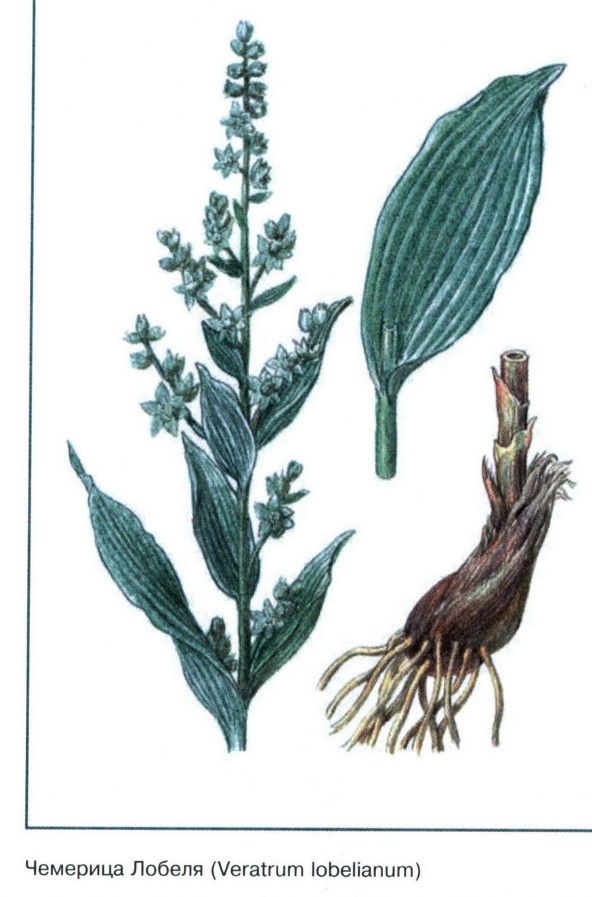  Чемерица Ломеля рисунок растения