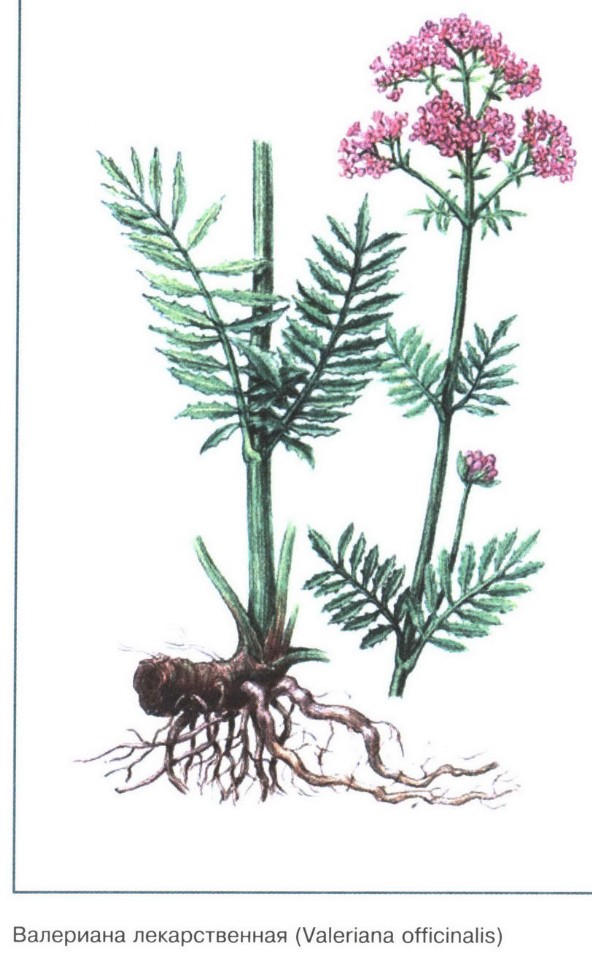 Валериана лекарственная рисунок растения