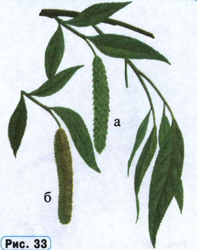 Ива рисунок растения