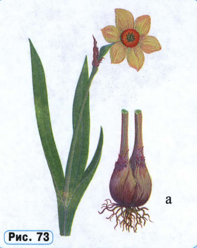 Нарцисс рисунок растения