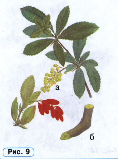 Барбарис рисунок растения