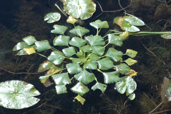 Рисунок растения Водяной орех